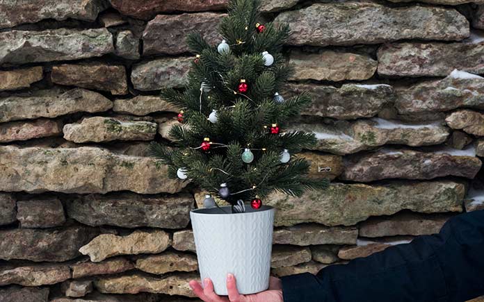 Potted Christmas tree held in person's hand