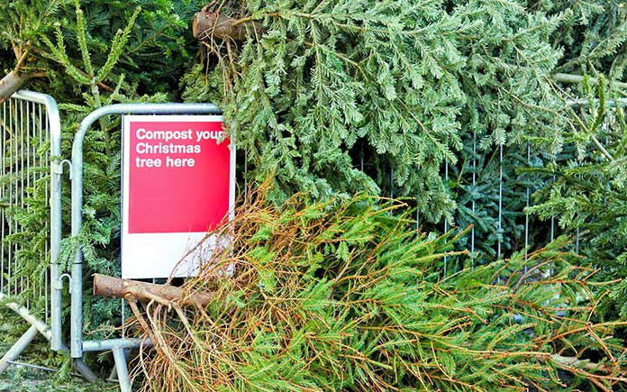 Pile of Christmas trees beside a sign that says, Compost your Christmas tree here. 