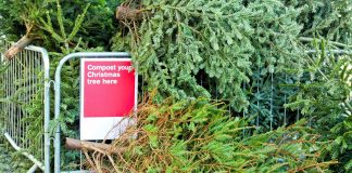 Pile of Christmas trees beside a sign that says, Compost your Christmas tree here.