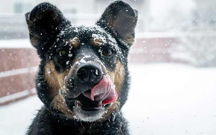 Dog eating ice melt and getting poisoned