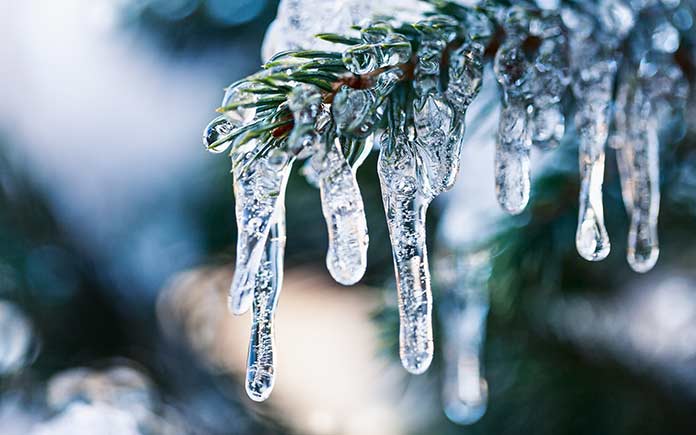 Icicles on a fir tree branch during freezing temperatures