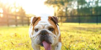 Purebred English bulldog dog canine pet walking towards viewer getting exercise outside in yard grass
