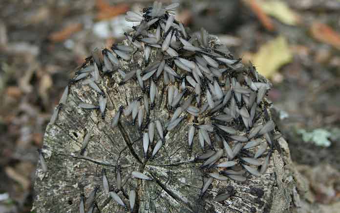 Termite swarm
