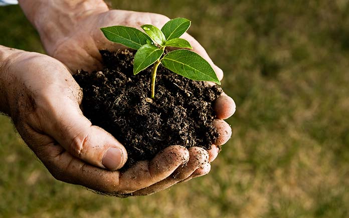 Soil and plant in hand before gardening