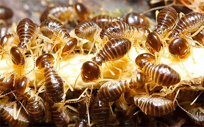 Termites gathered