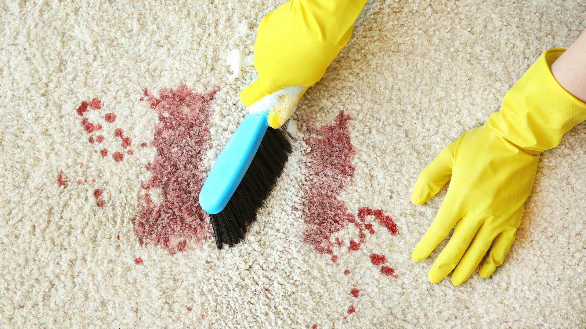 Gloved hands holding a brush and cleaning blood on carpet