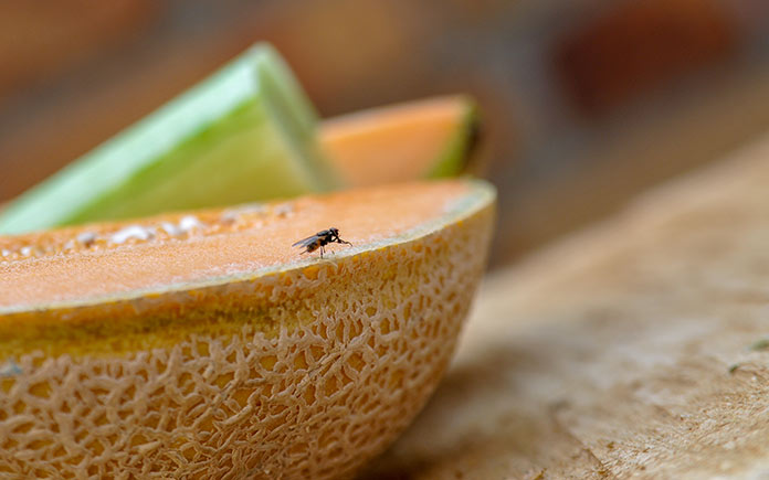 Fly sitting on fruit in kitchen