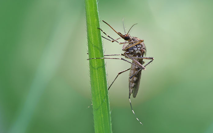 Mosquito resting on a blade of grass in the backyard