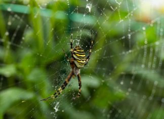Spider in backyard web