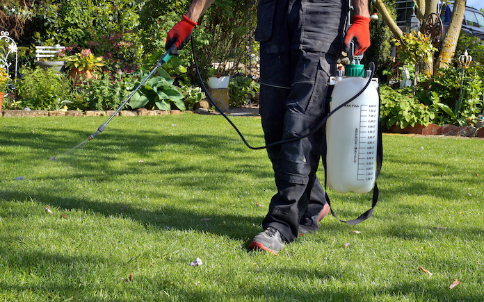 spraying pesticide with portable sprayer to eradicate garden weeds in the lawn. weedicide spray on the weeds in the garden. Pesticide use is hazardous to health. Weed control concept. weed killer.