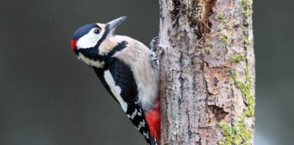 Woodpecker boring into tree