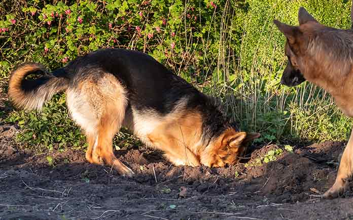 Dogs digging up holes in the backyard