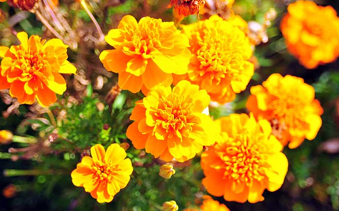 Marigolds, pictured during the summertime