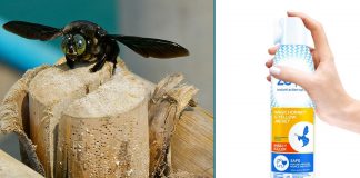 Split image of a carpenter bee on the left and Zevo bug spray on the right