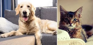 Dog resting on couch and cat resting in bed in a pet-friendly home