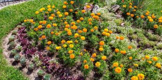 Marigolds and other eco-friendly plants in a lush green backyard