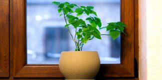 Single plant displayed in window sill to create a sanctuary