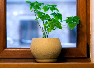 Single plant displayed in window sill to create a sanctuary