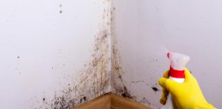 Cleaning black mold off a bathroom wall