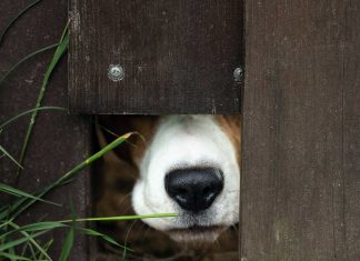 Dog peeking from under a fence