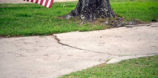 Cracked concrete walkway beside a tree in a southern Alabama neighborhood