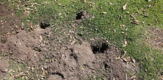 Mysterious holes in yard