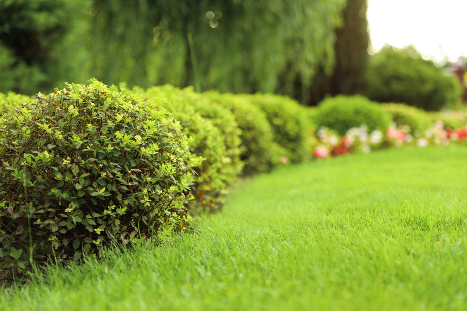 A pristine green backyard with well trimmed bushes. 