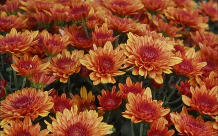 Home depot labor day sale fall mums