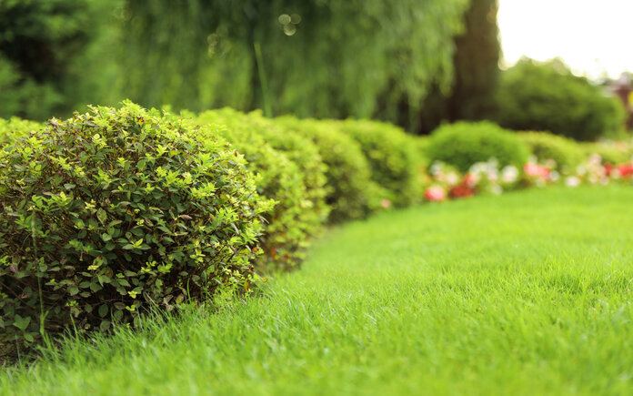 A pristine backyard with bright green grass and trimmed bushes.