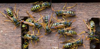 Wasp colony, wasps gathering on wood