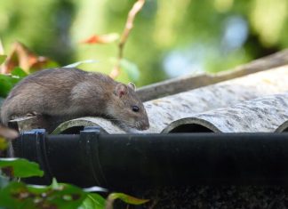 Close-up of a rat crawling on a roof near the gutter