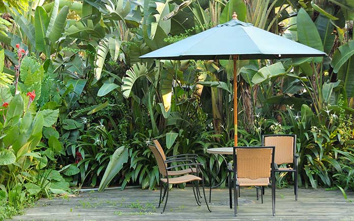 Banana plants surrounding a patio with a table and chairs