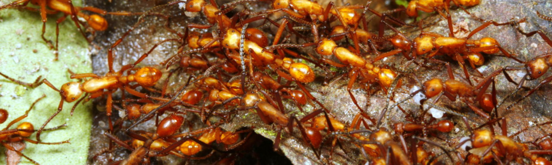 Crazy Ants: How to Get Rid of Crazy Ants?