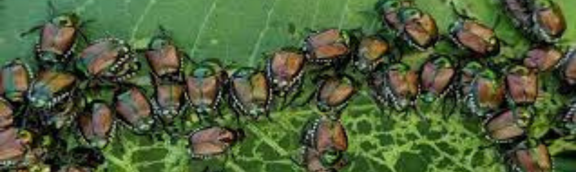 How to Get Rid of Japanese Beetles Fast (11 Remedies) (2024)