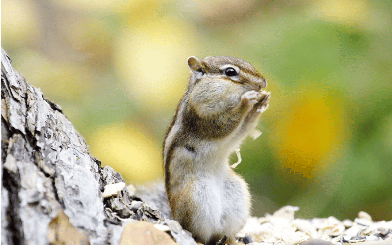 Effectively Get Rid of Chipmunks with Proper Baiting and Trapping