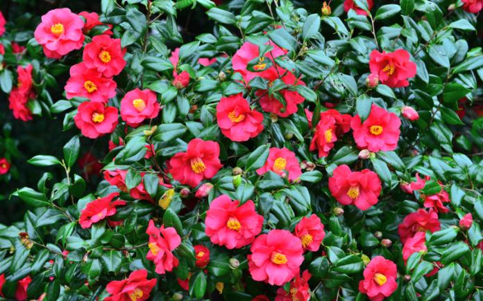 Camellia bush with dark pink blooms
