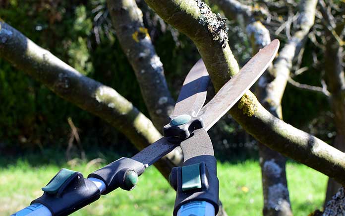 Gardening shears being used to trim a branch on a tree during a hot summer day