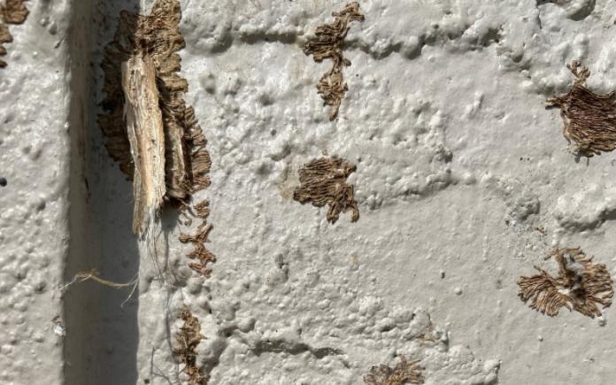 Vine remnants on stucco needing repair.