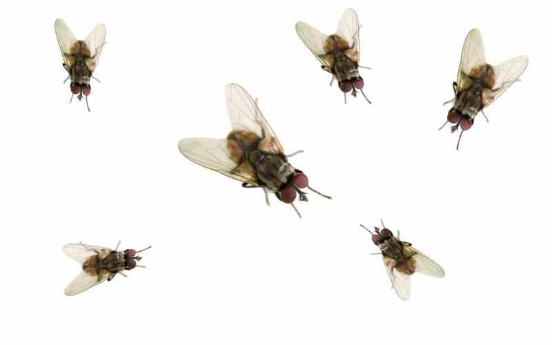 How To Get Rid Of Flies: Natural And Effective Options • Insteading