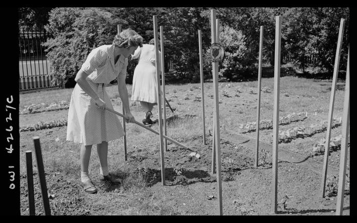 A woman tending to a victory garden in New York City in June 1944.