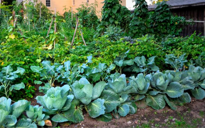 Full view of a bountiful victory garden with cabbages.