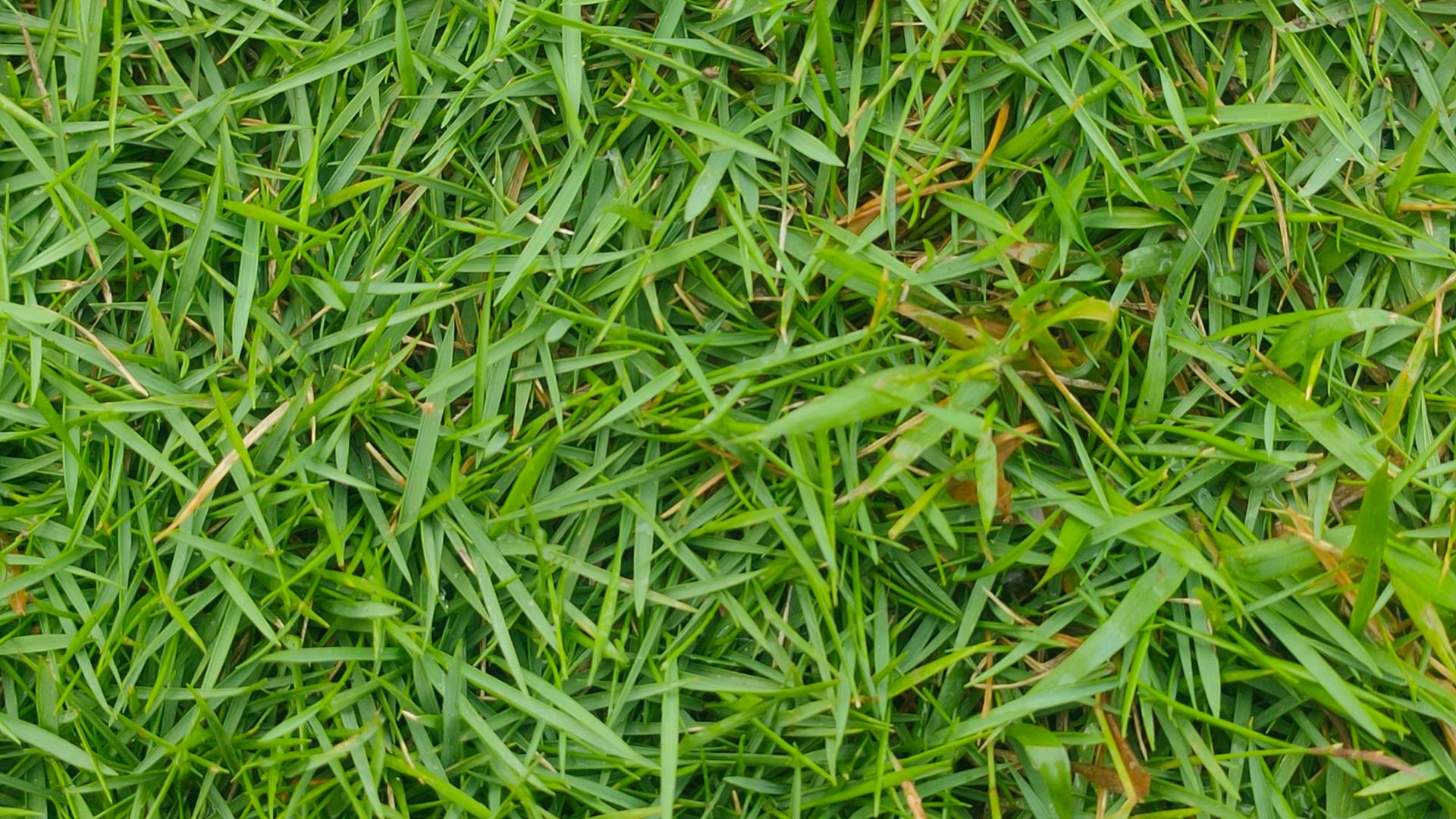 Zoysia Grass: How to Overseed and Maintain It
