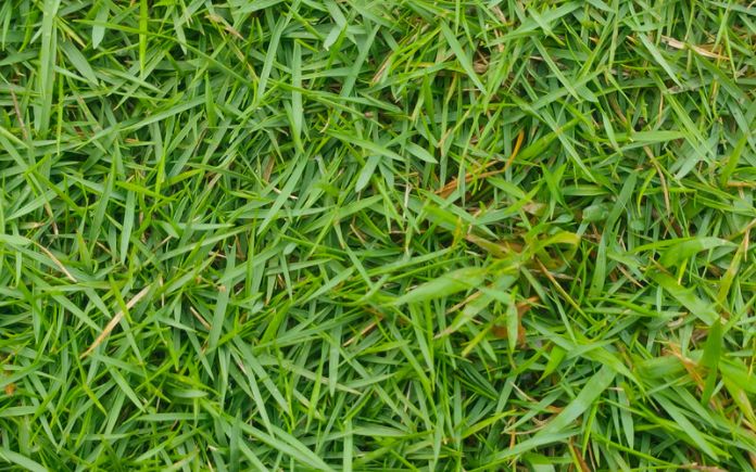 Close up of Zoysia grass blades