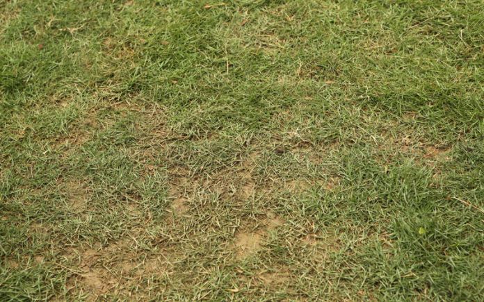 Brown patches in a zoysia grass lawn