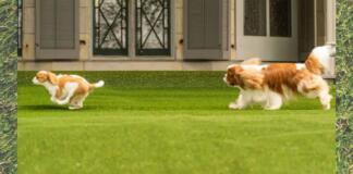 Two dogs running on Lifeproof with Petproof Technology Premium Pet Turf
