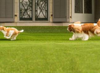 Two dogs running on Lifeproof with Petproof Technology Premium Pet Turf