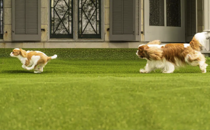To hunder løper i livsfarlig terreng med førsteklasses terreng av dyrebestandig teknologi
