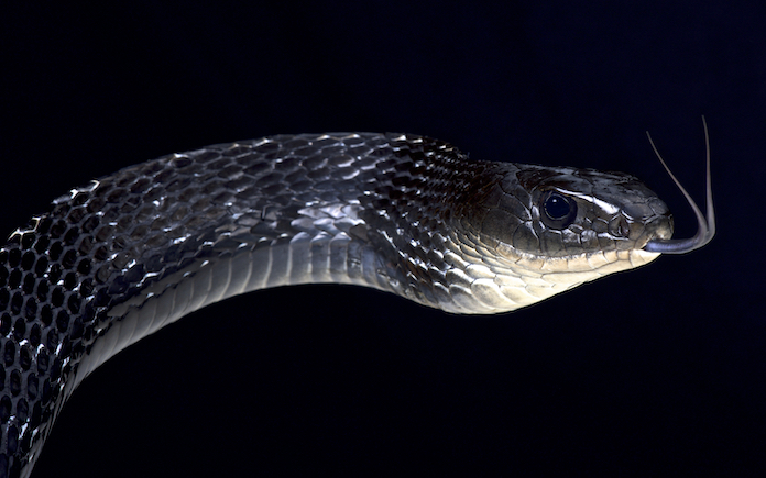 Snakes Could Be Hiding in Your Pool Noodles