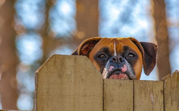dog peeking over wood fence