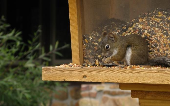 squirrel bird feeder